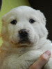 S&CH Steniatka 5,5weeks 048